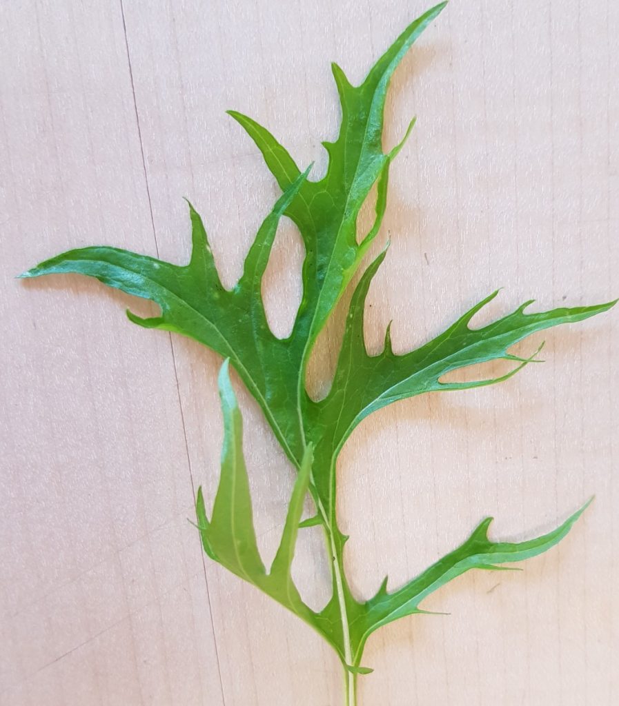 Mizuna-Blatt