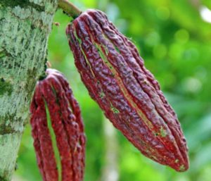 Read more about the article So wird Kakao produziert – deswegen verwenden wir Kakaopulver von Domori (Teil 2)