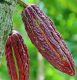 So wird Kakao produziert – deswegen verwenden wir Kakaopulver von Domori (Teil 2)