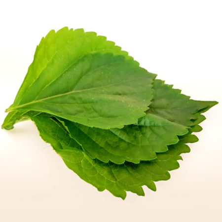Shiso-Blätter aus meinem Balkonanbau