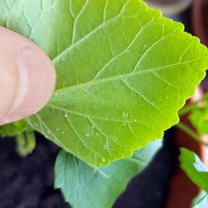 Okra mit weißen, gallertartigen Punken auf der Blattunterseite