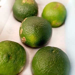 Ao-Yuzu auf einem Markt nähe Osaka