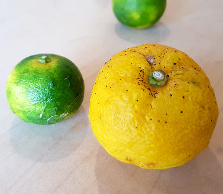 Sudachi und Yuzu