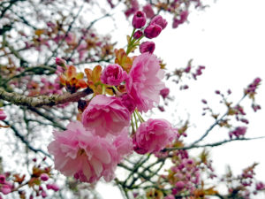 Read more about the article Wagashi mit der japanischen Blütenkirsche (Yae Sakura): Das Ausgangsmaterial wächst auch in Deutschand